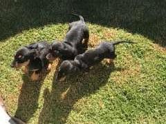 3 male Miniature Shorthaired Dachshunds