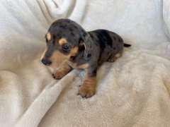 Aloola Miniature Dachshunds 