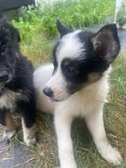 Puppies for sale Husky, cavoodle and Japanese spitz mixed