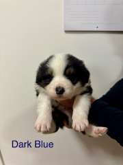 Purebred Long-Haired Border Collie Puppies 
