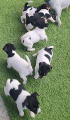 Purebred mini foxys ready from 9th august 2025
