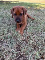 2 male Rhodesian Ridgeback puppies.