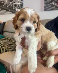 4 Male Cavoodle Puppies Avaliable